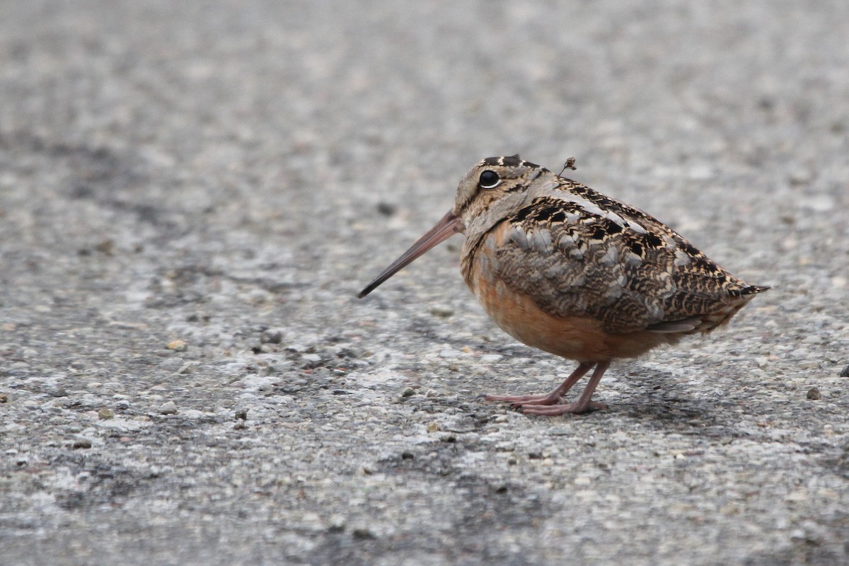 American Woodcock - Matthew Schenck