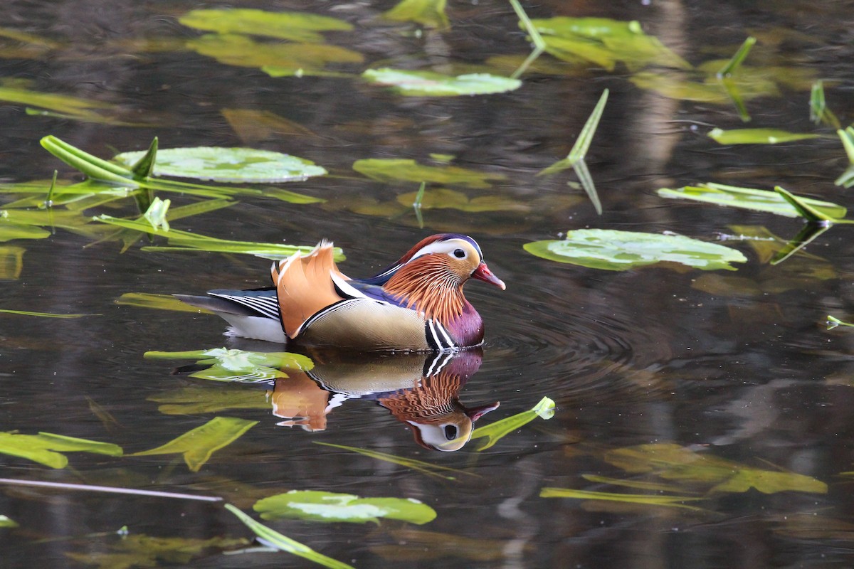 Mandarin Duck - ML616339388