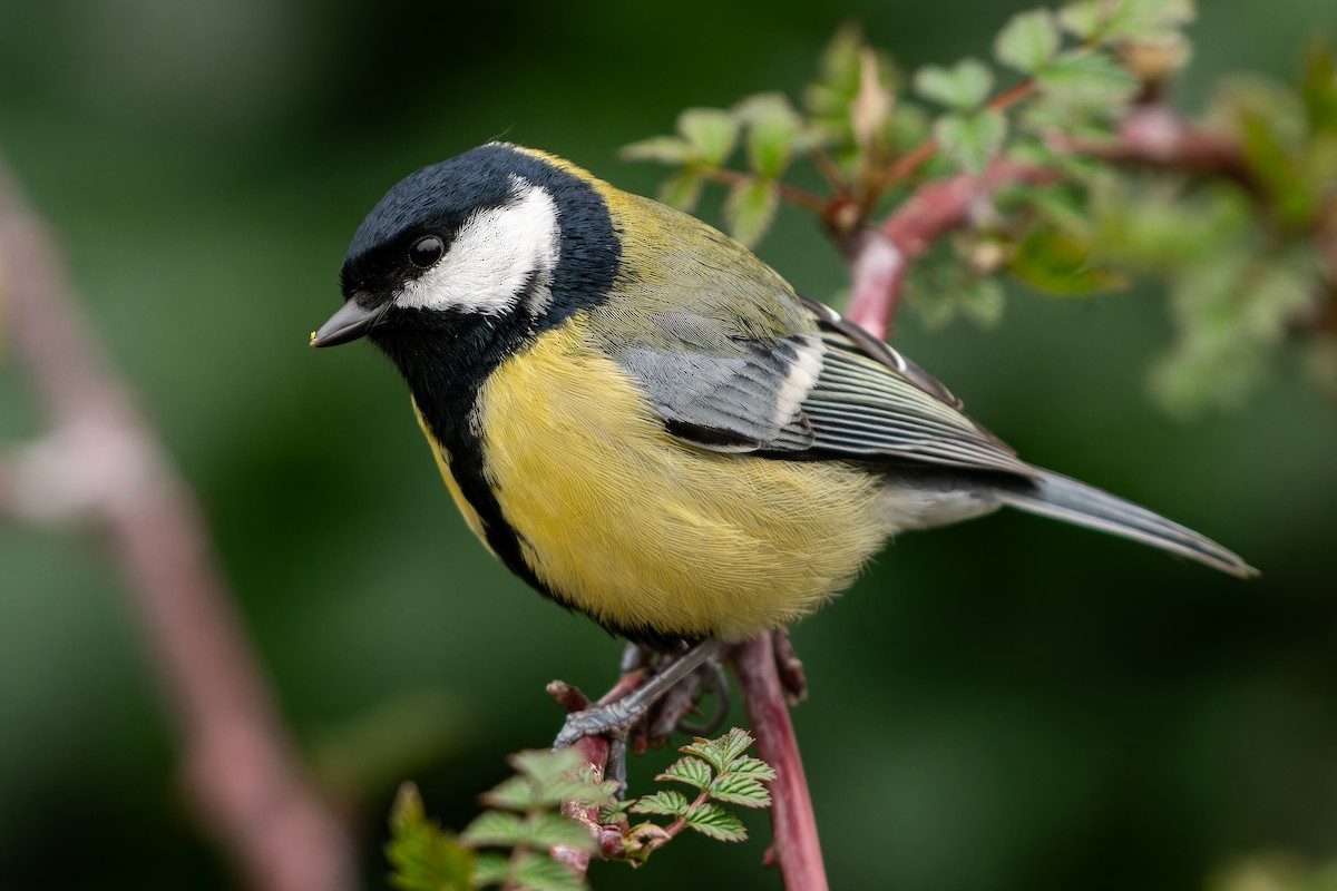 Great Tit (Great) - Andaman Kaosung