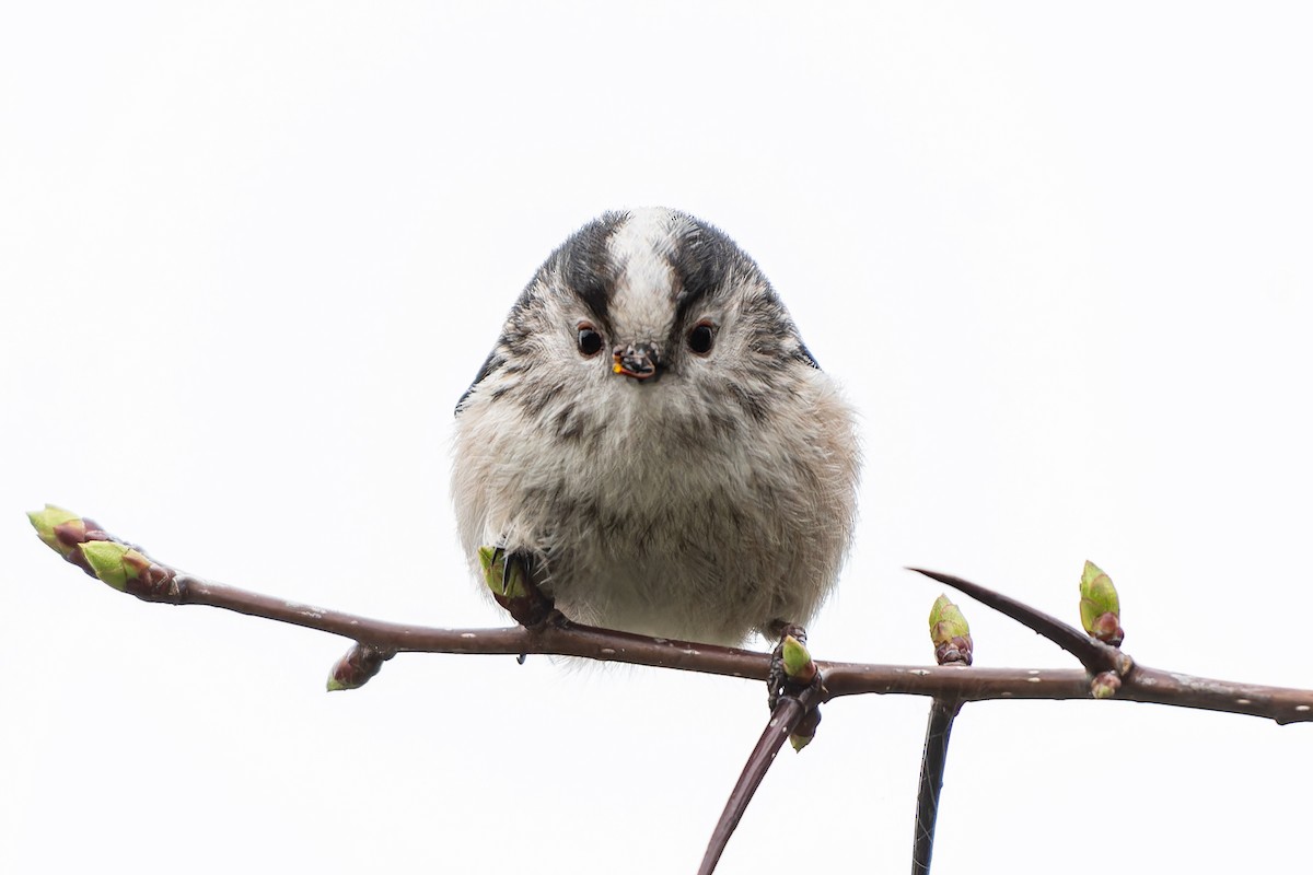 Long-tailed Tit (europaeus Group) - ML616339476