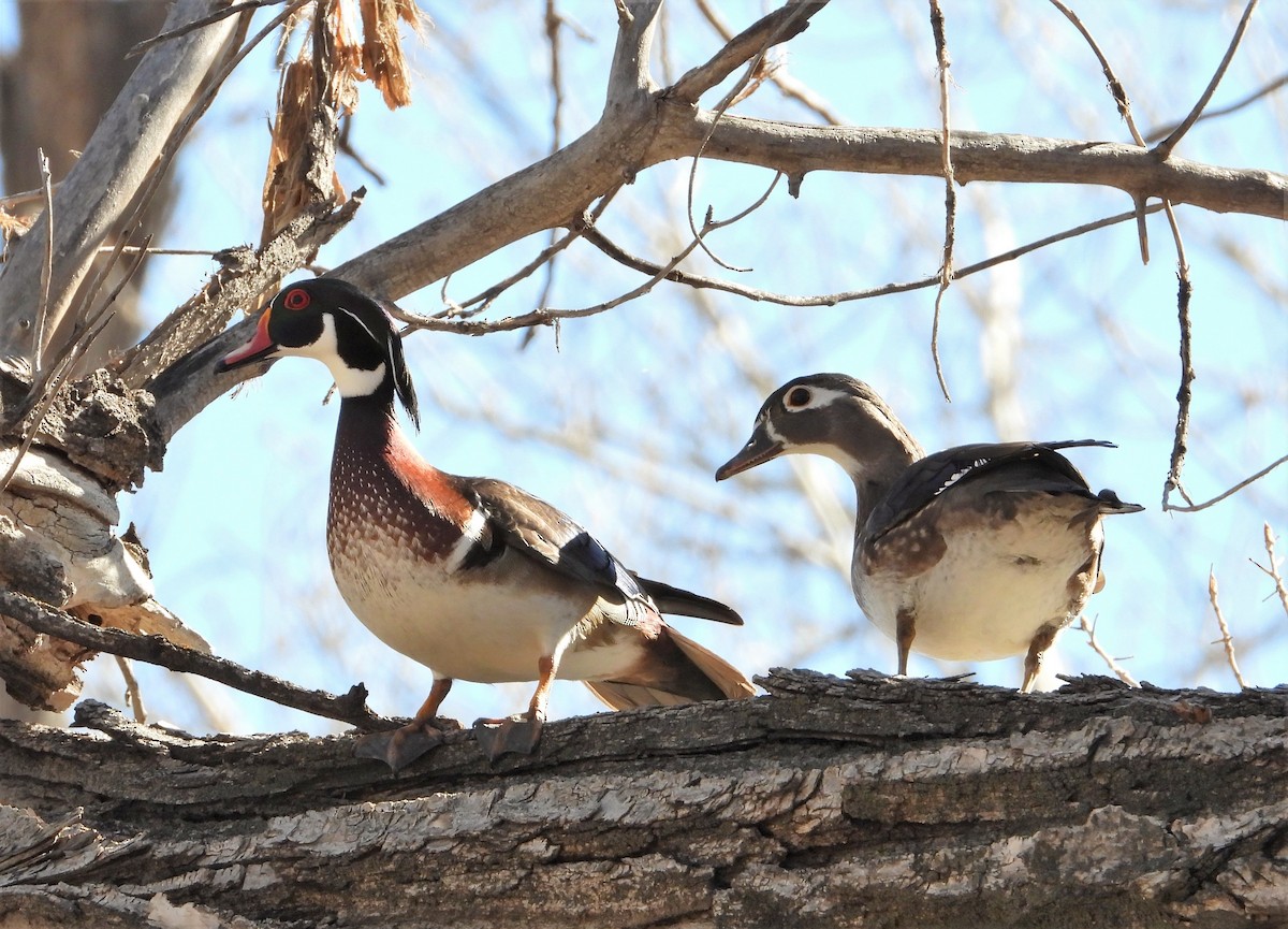 Wood Duck - ML616339490