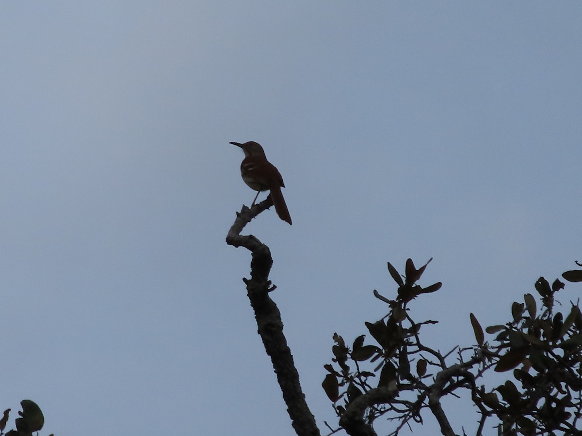 Brown Thrasher - ML616339501