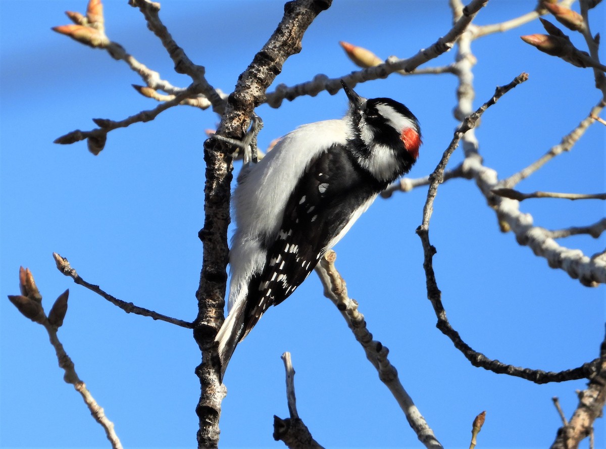 Pico Pubescente (leucurus/glacialis) - ML616339511