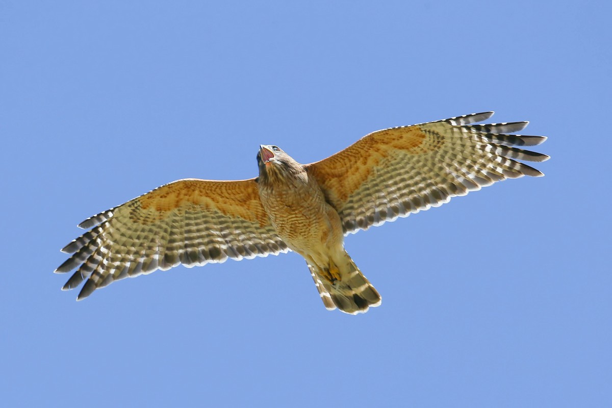 Red-shouldered Hawk - Thomas Cooper