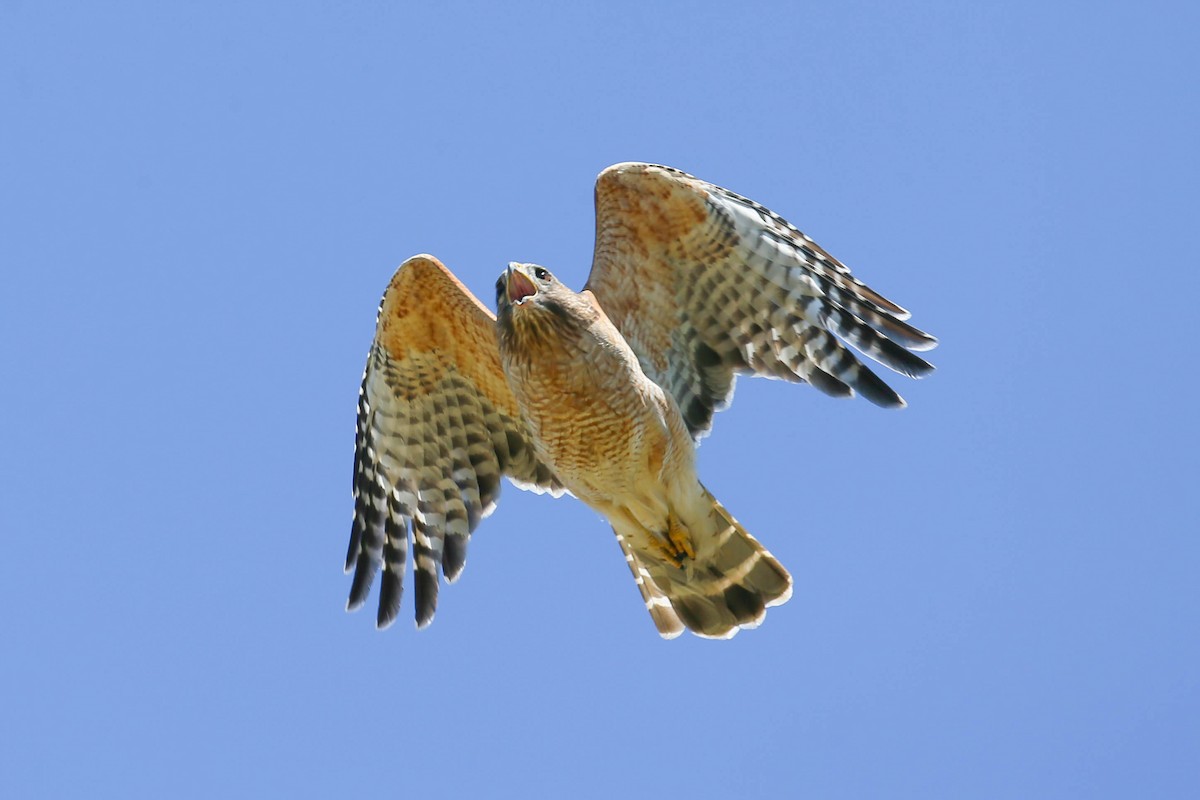 Red-shouldered Hawk - ML616339526