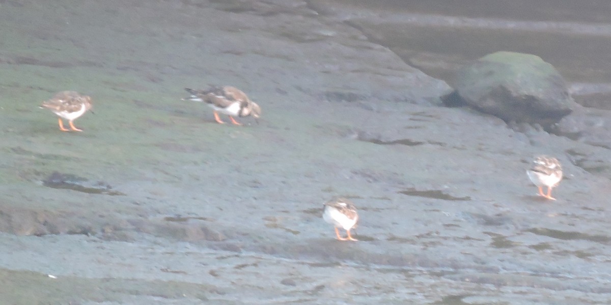 Ruddy Turnstone - ML616339546