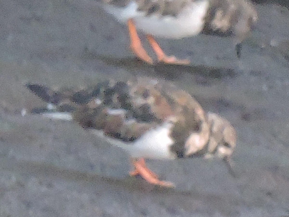 Ruddy Turnstone - ML616339549