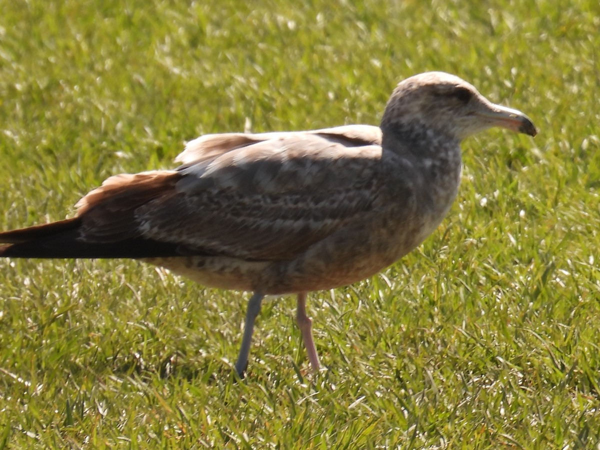 California Gull - ML616339551