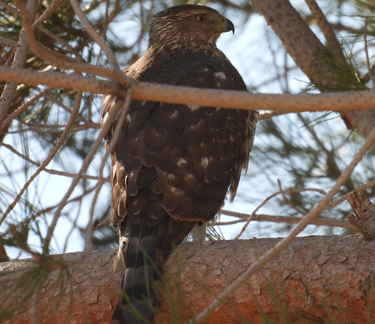 Cooper's Hawk - ML616339555