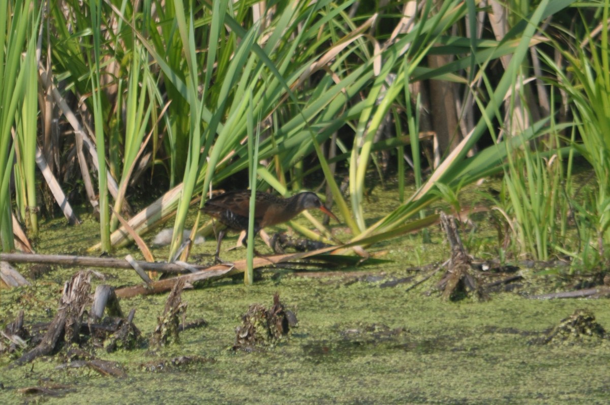 Virginia Rail - ML616339575