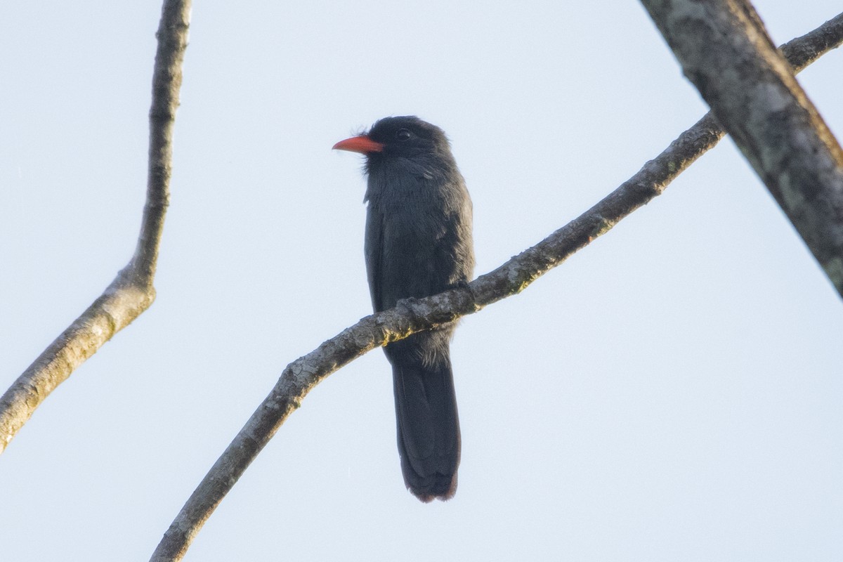 Black-fronted Nunbird - ML616339590