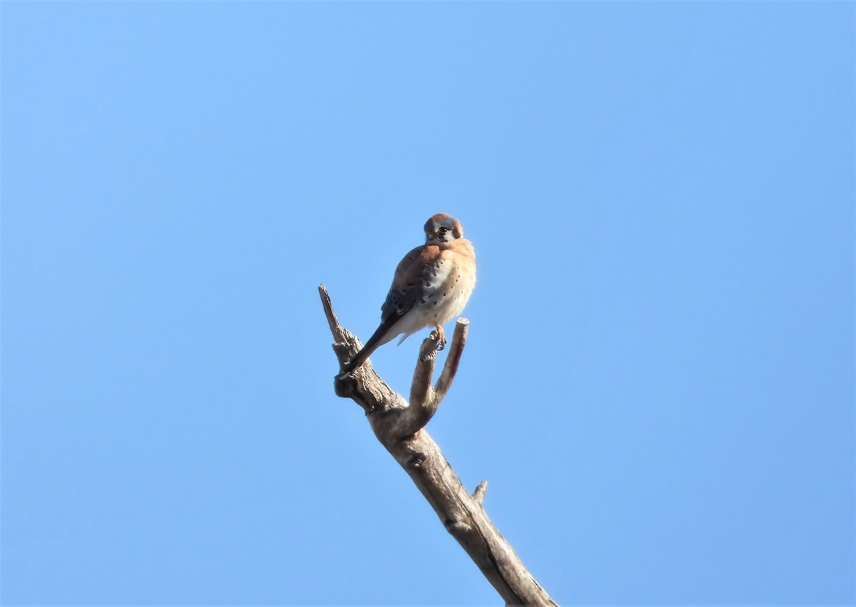 American Kestrel - ML616339601