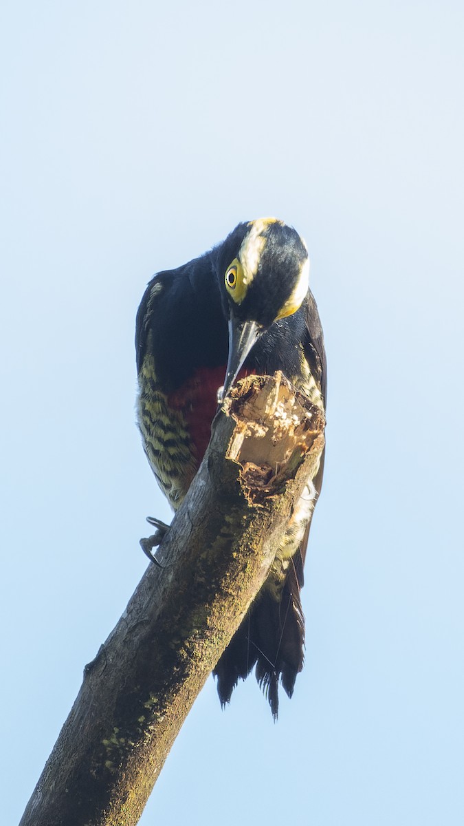 Yellow-tufted Woodpecker - ML616339602