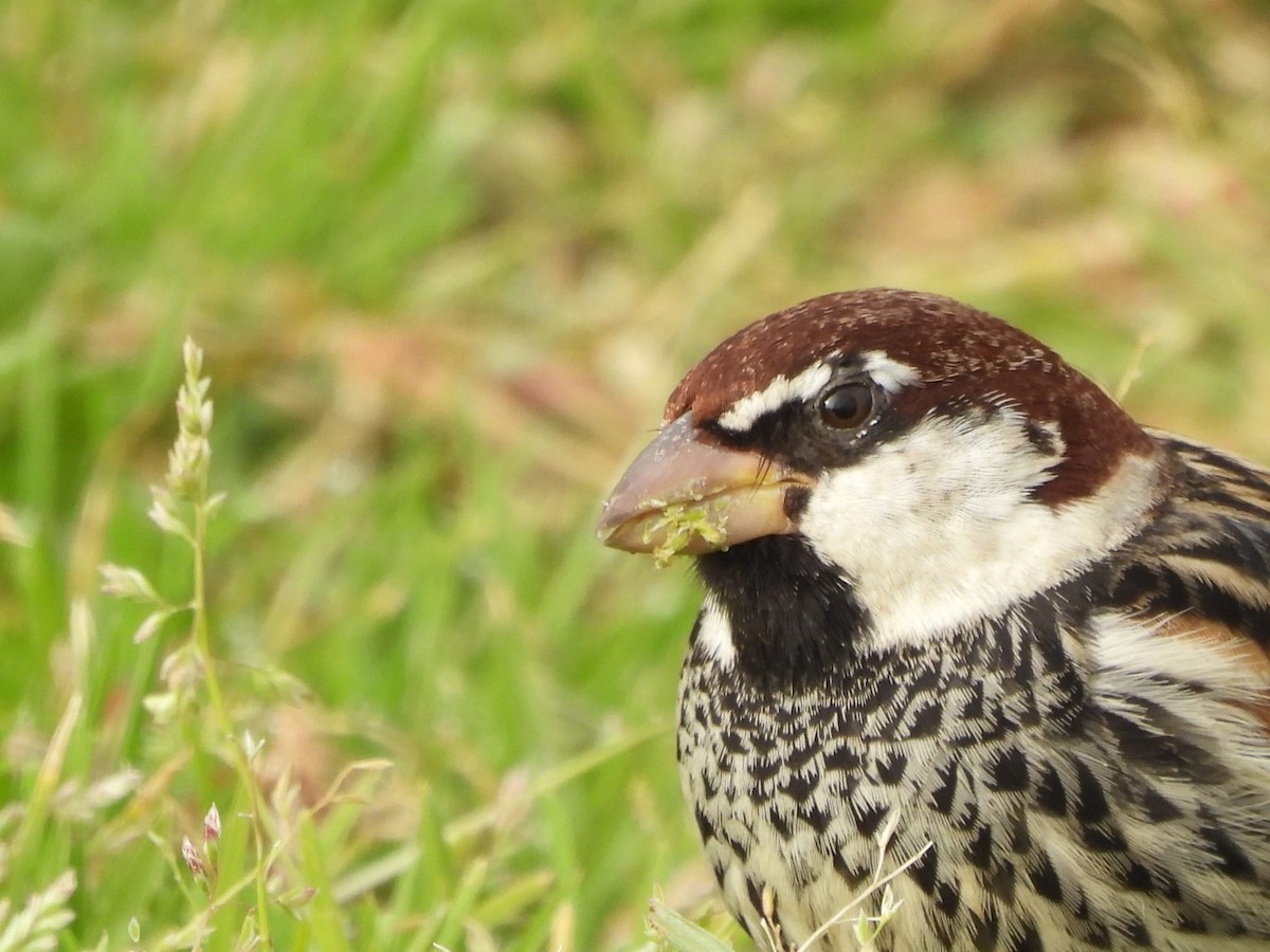 Spanish Sparrow - ML616339619