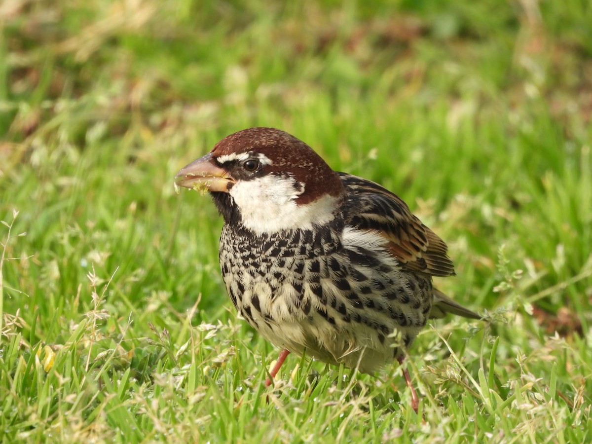 Moineau espagnol - ML616339621