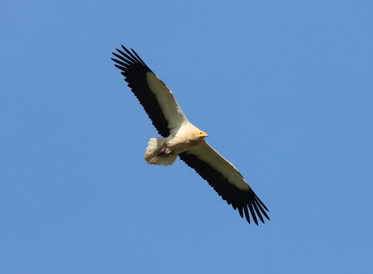 Egyptian Vulture - ML616339631