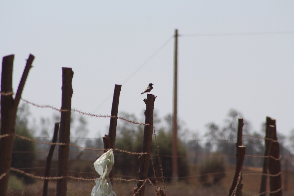 Vermilion Flycatcher - ML616339664