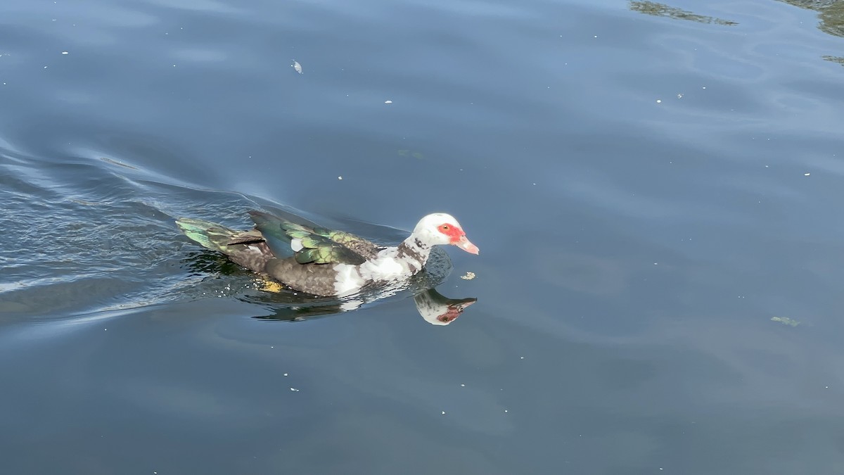 Muscovy Duck (Domestic type) - ML616339719