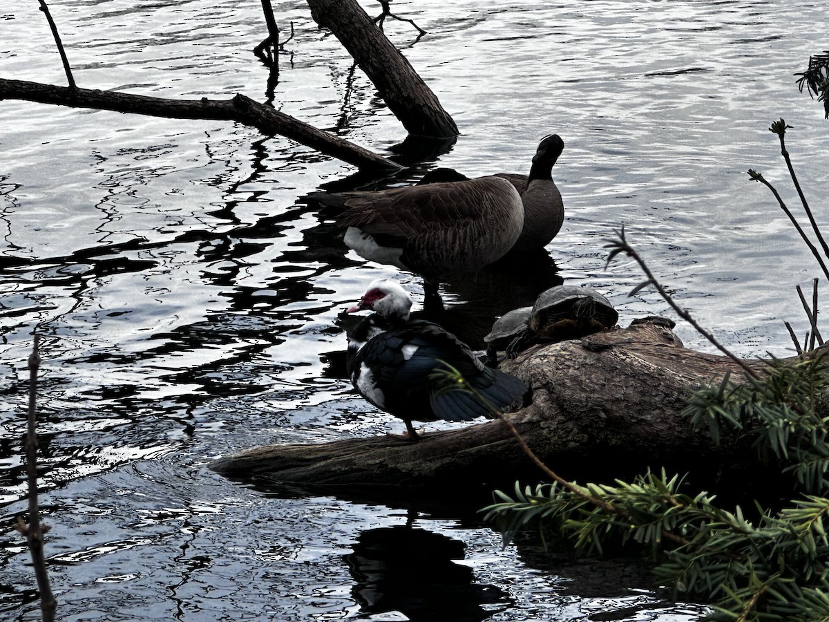 Muscovy Duck (Domestic type) - ML616339720