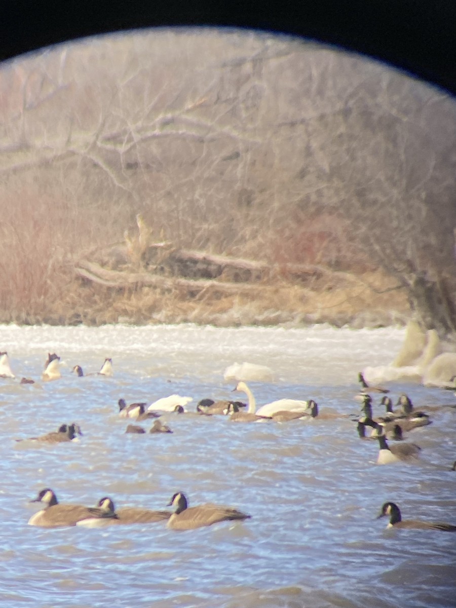 Tundra Swan - ML616339725