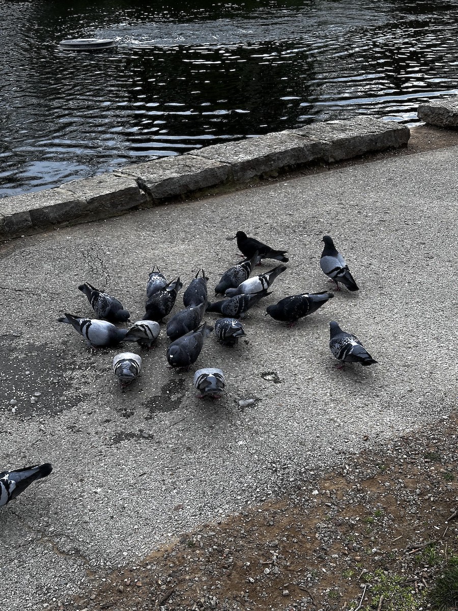 Rock Pigeon (Feral Pigeon) - ML616339771