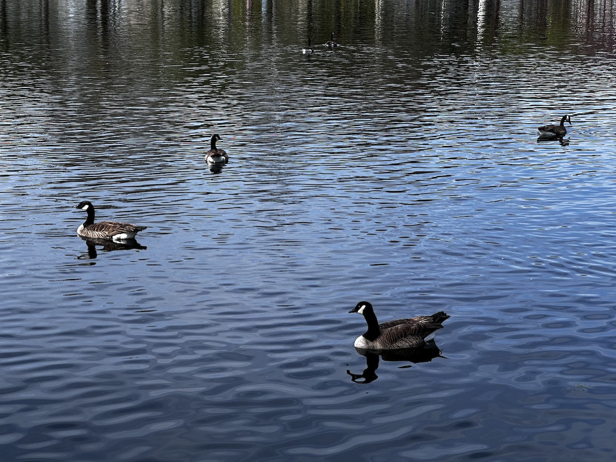 Canada Goose - ML616339802