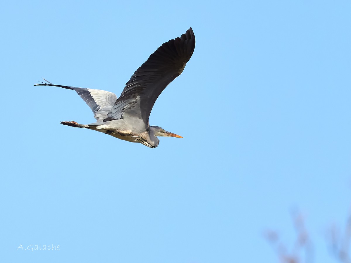 Gray Heron - ML616339823