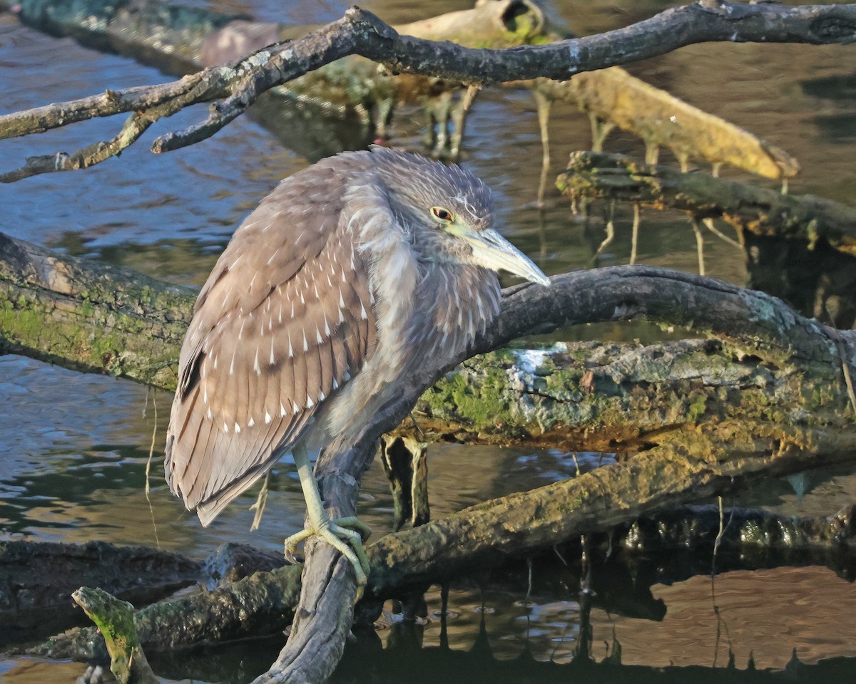 Black-crowned Night Heron - ML616339855