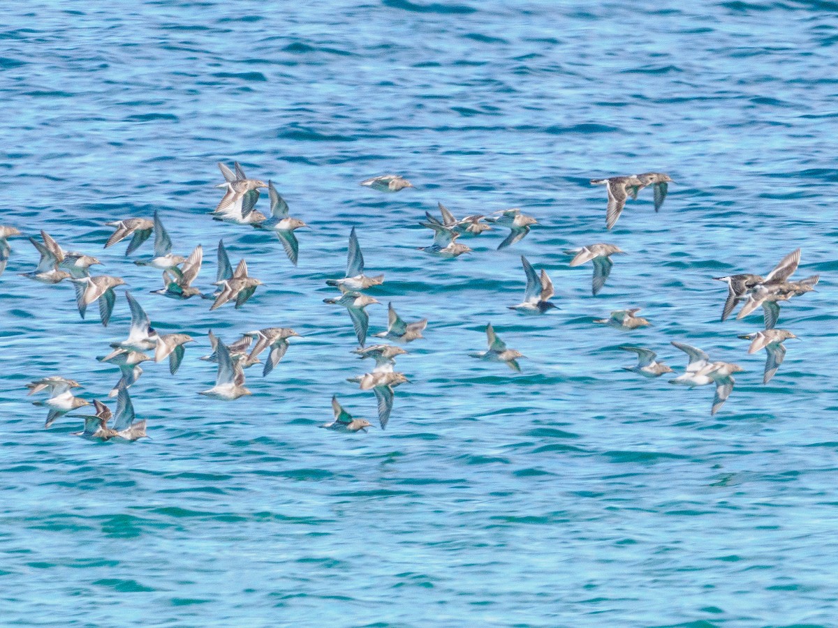 Purple Sandpiper - ML616339904