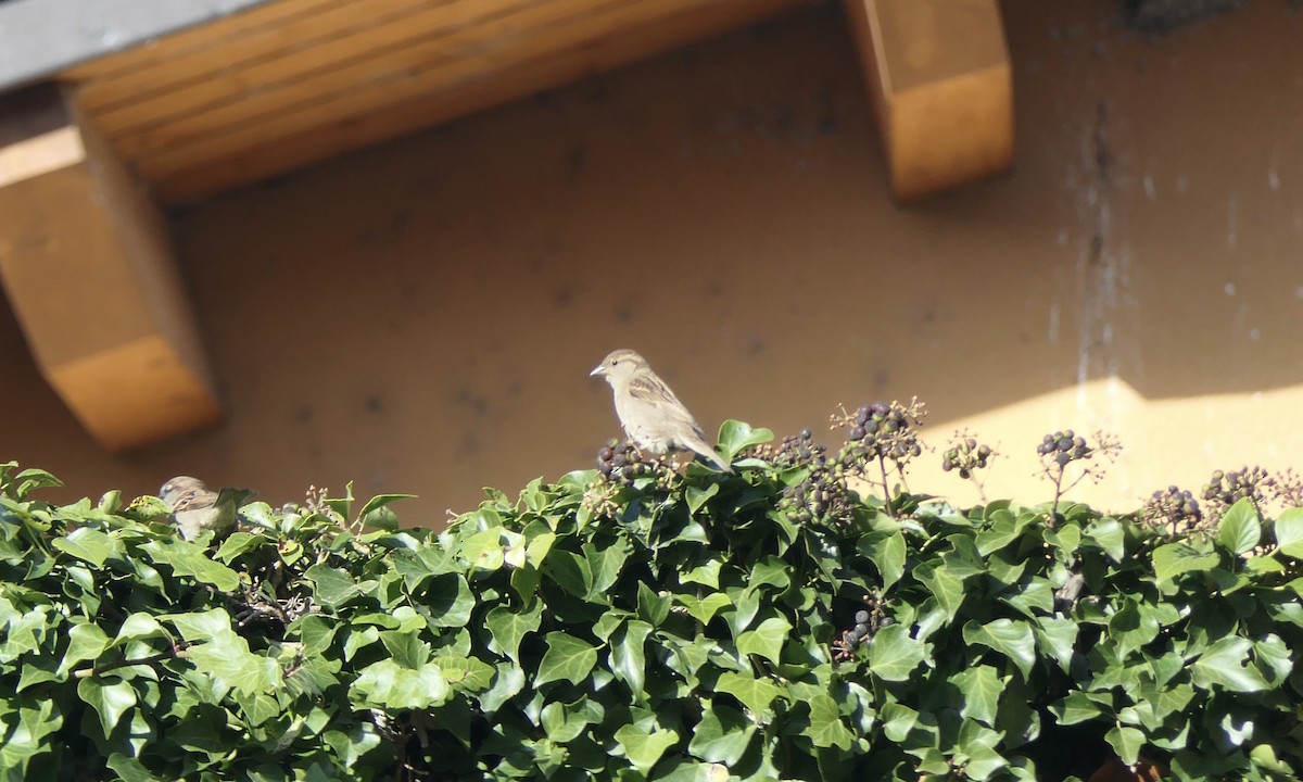 House Sparrow - ML616339906