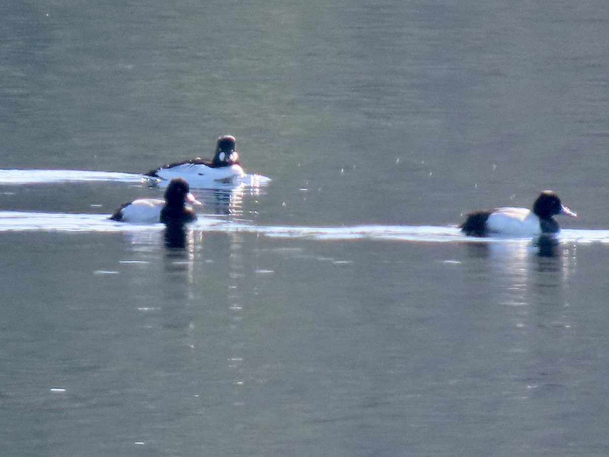 Lesser Scaup - ML616339915