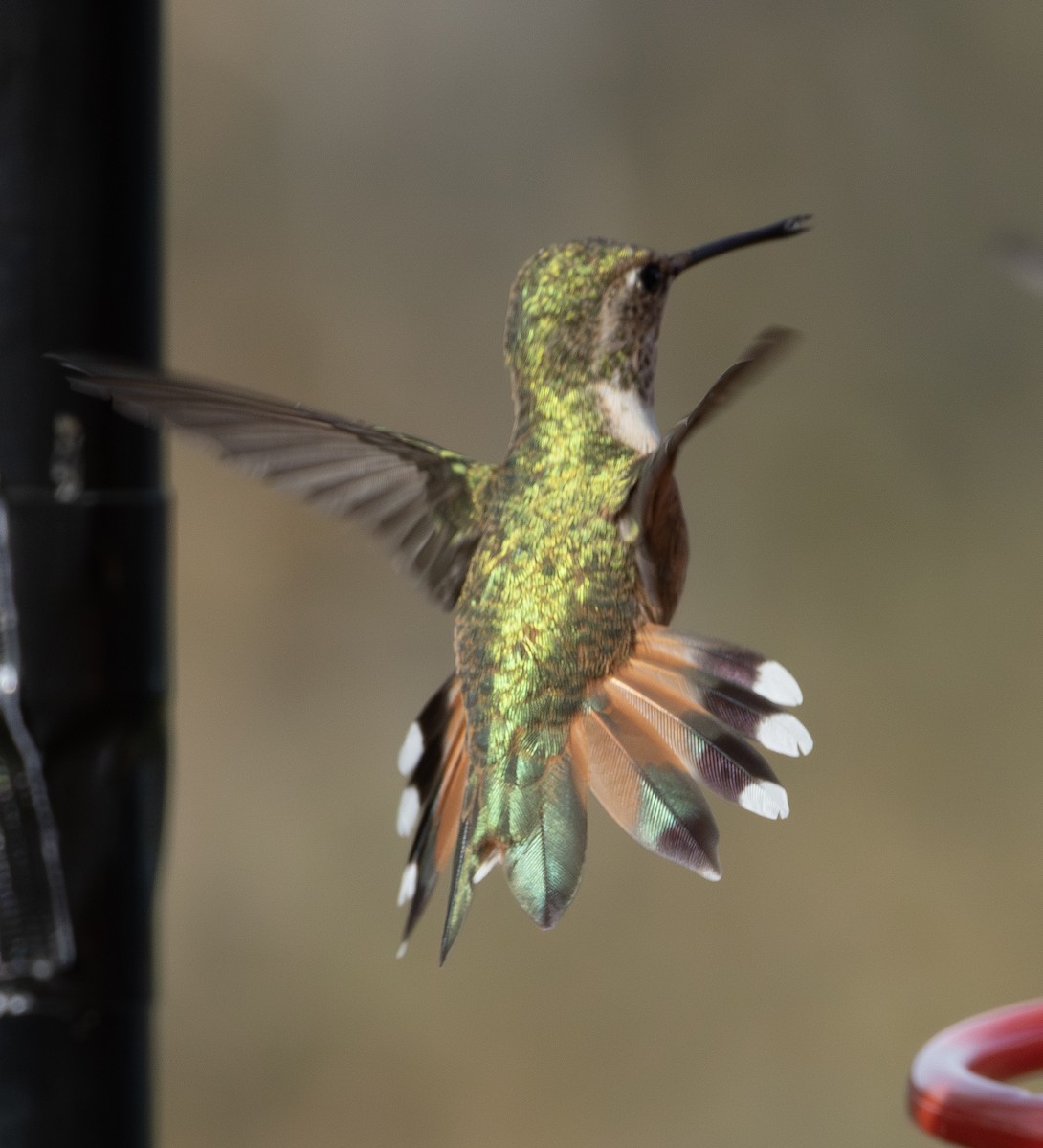 Rufous Hummingbird - ML616339927