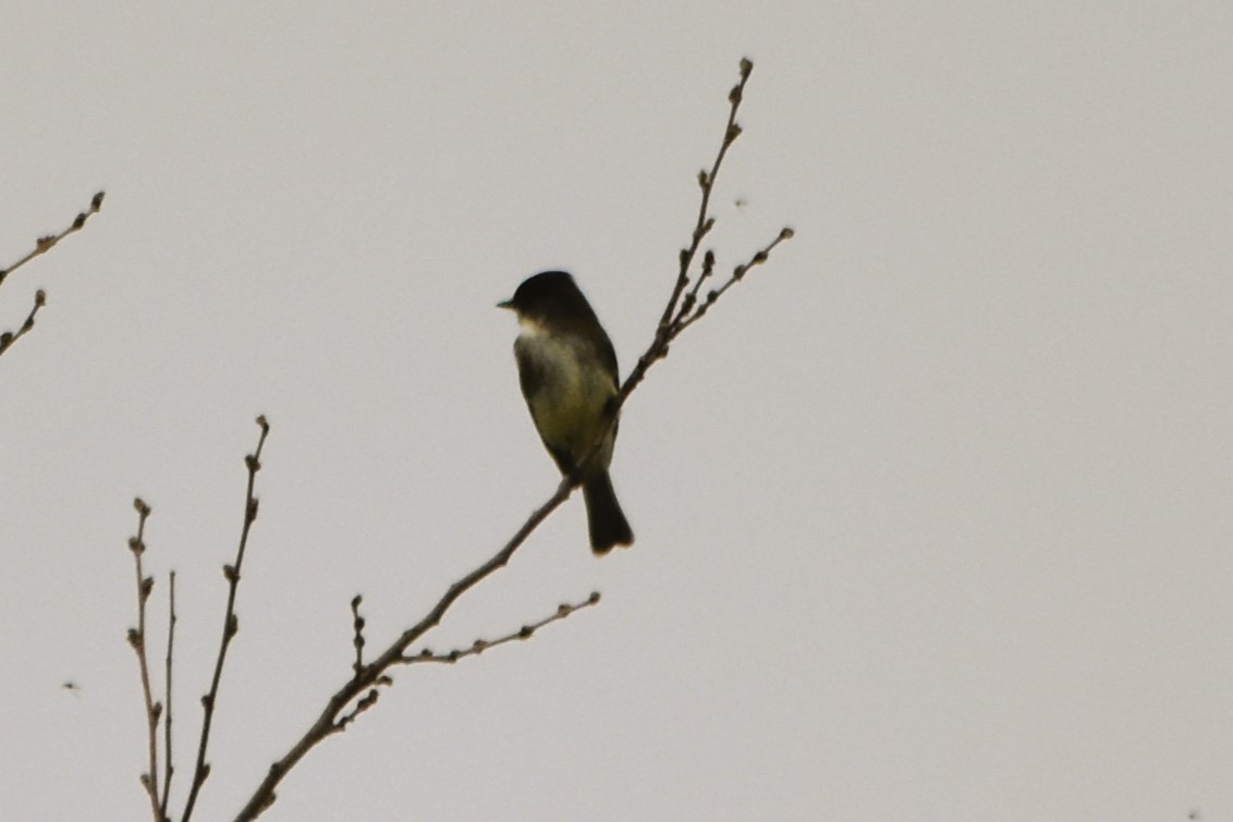 Eastern Phoebe - ML616339945