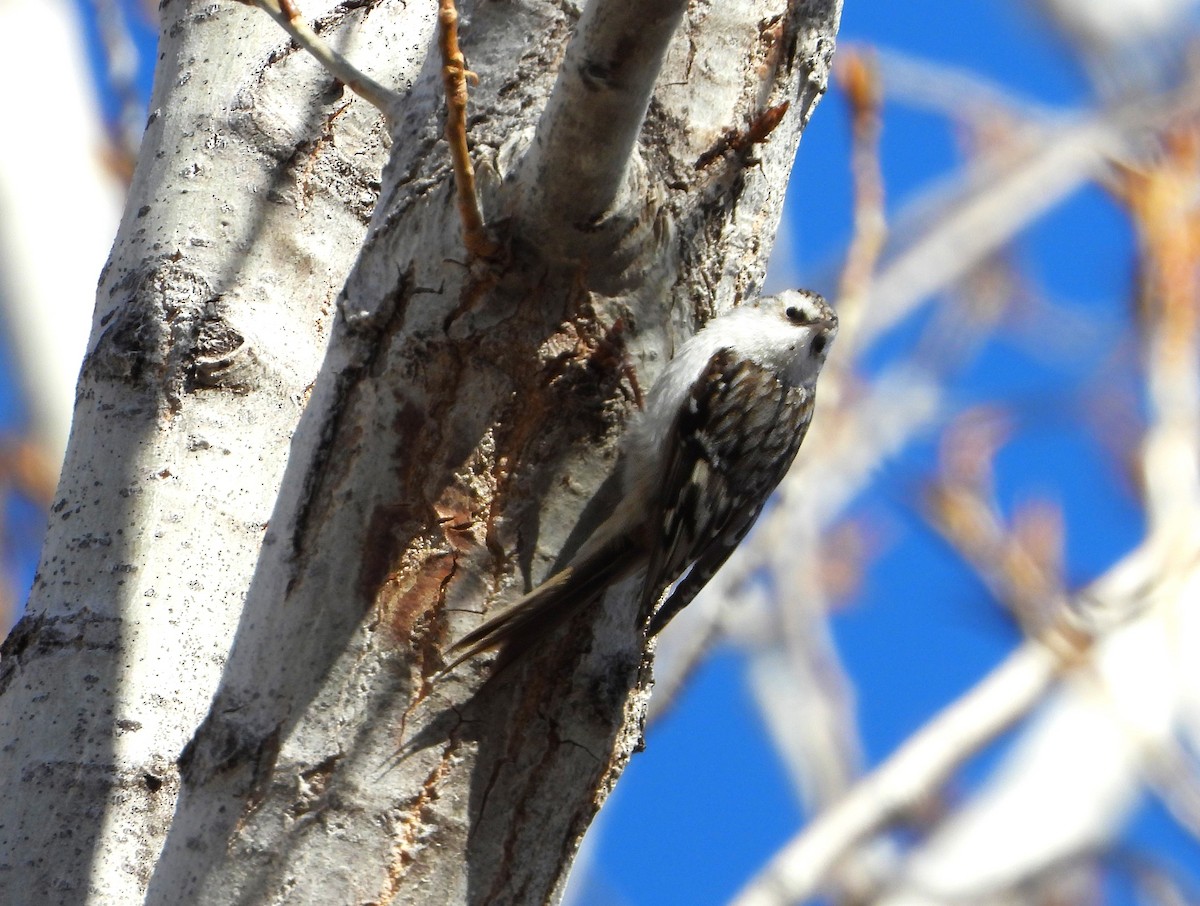 Brown Creeper - Lori Shuler