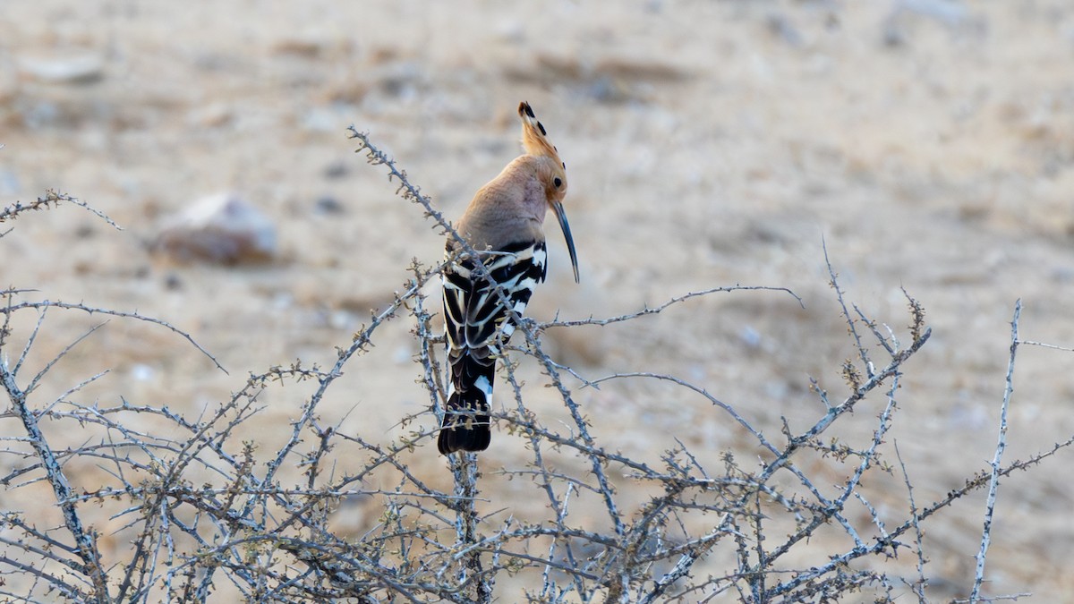 Eurasian Hoopoe - ML616339957