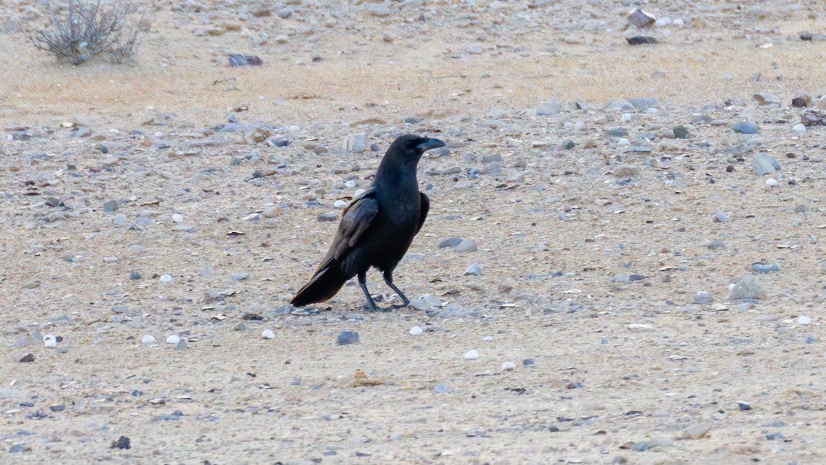 Brown-necked Raven - ML616339977