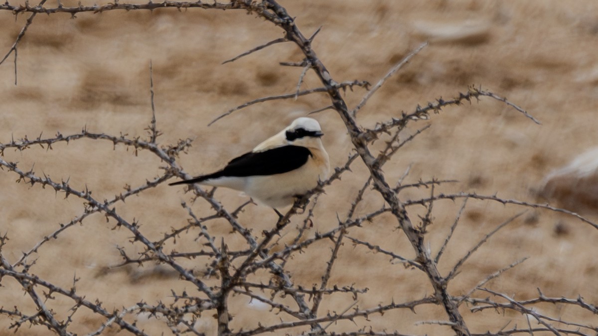 Eastern Black-eared Wheatear - ML616339983