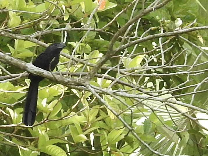 Smooth-billed Ani - ML616340003