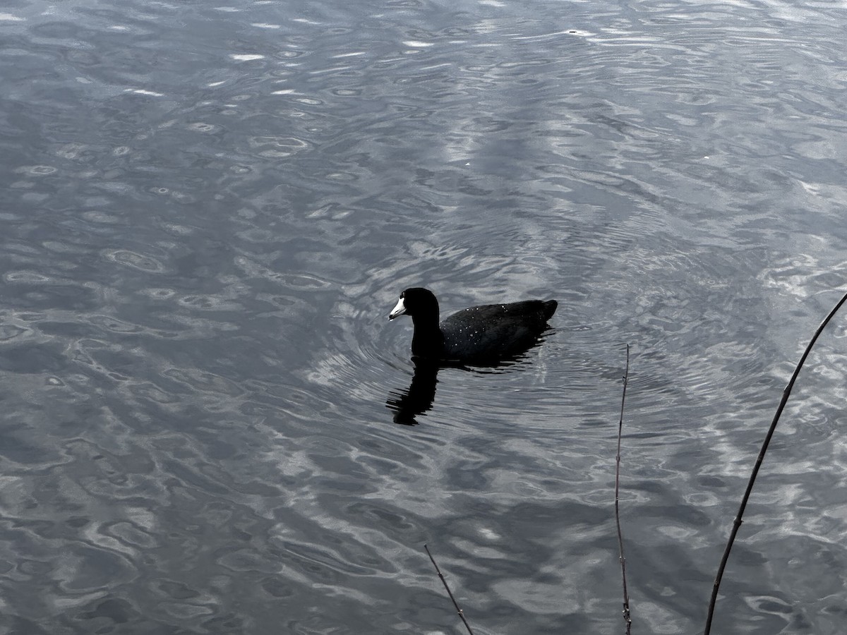 American Coot - ML616340021