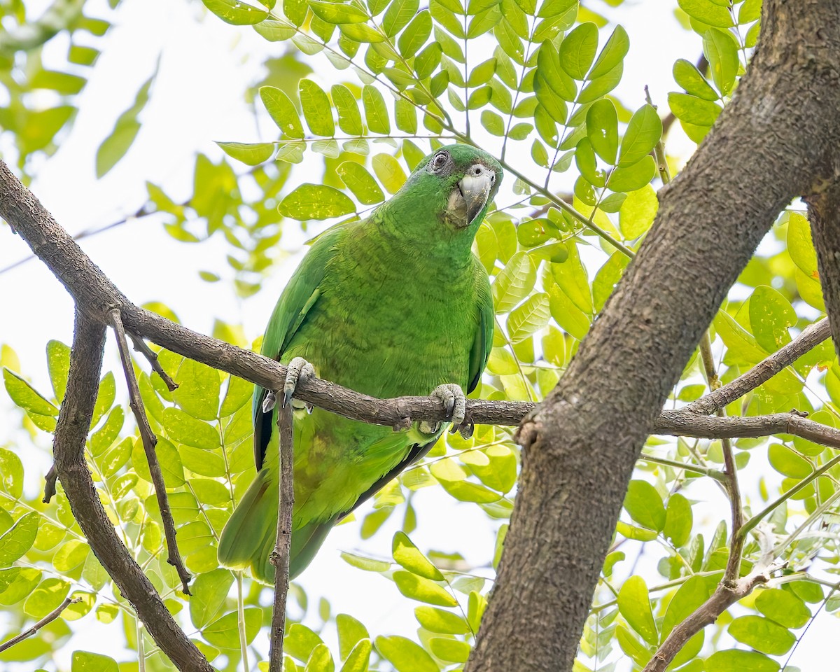 Black-billed Parrot - ML616340022