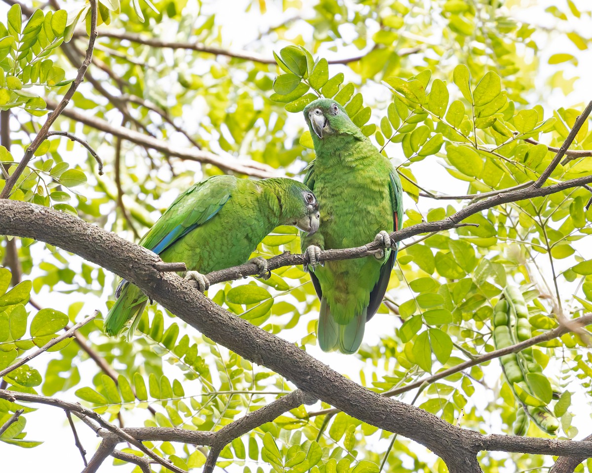 Black-billed Parrot - ML616340025