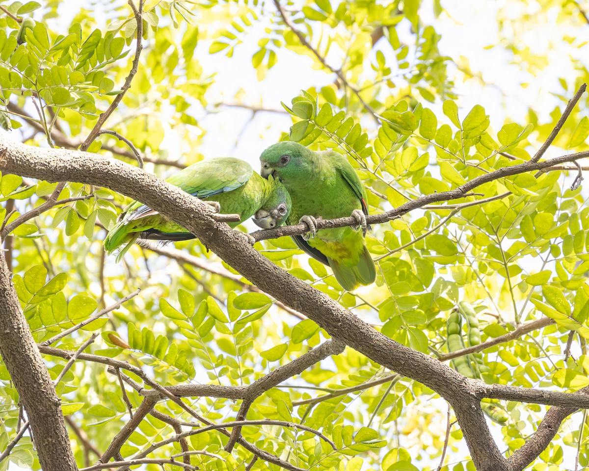 Black-billed Parrot - ML616340027