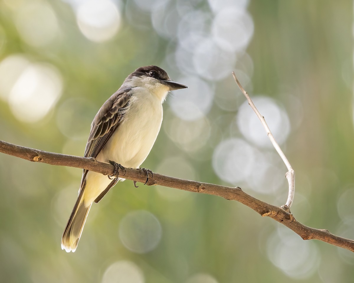 Loggerhead Kingbird - Mark & Teri McClelland