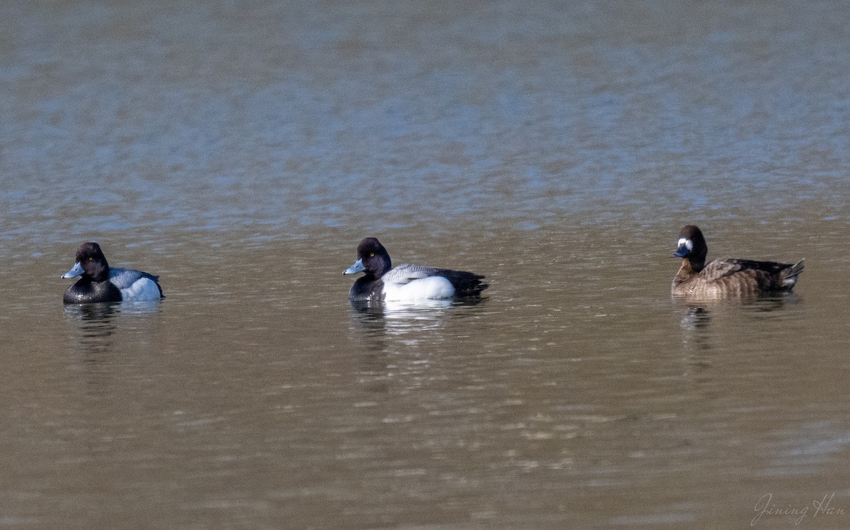 Lesser Scaup - ML616340048