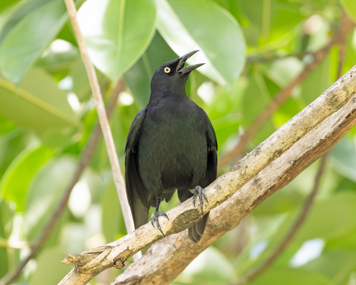 Greater Antillean Grackle - Mark & Teri McClelland