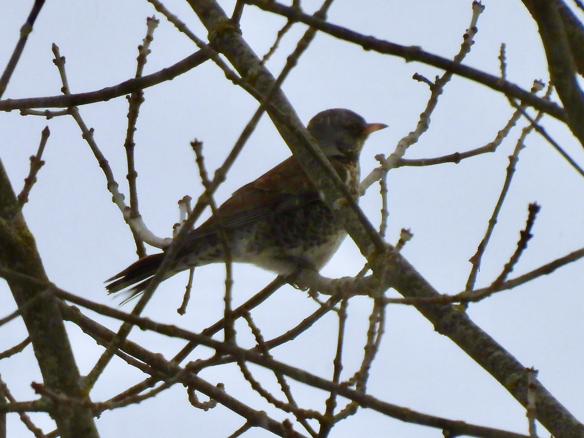 Fieldfare - ML616340057