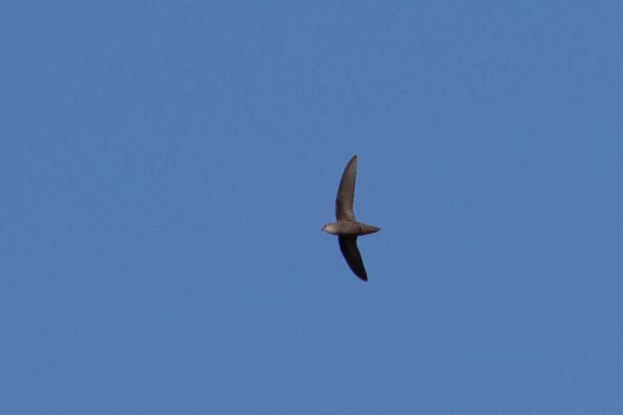 Chimney Swift - ML616340059