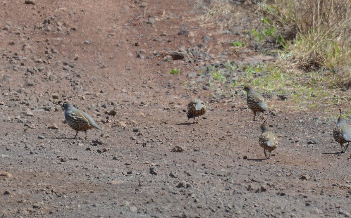 California Quail - ML616340062