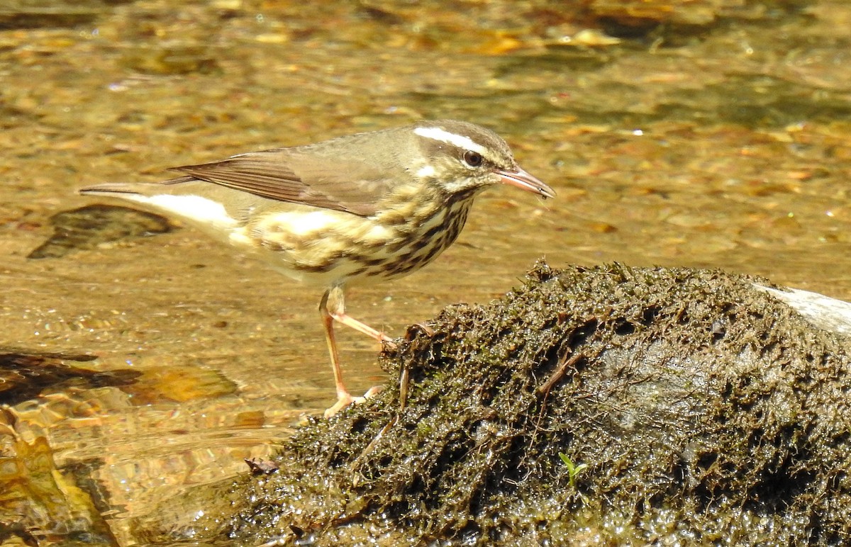 Louisiana Waterthrush - ML616340069