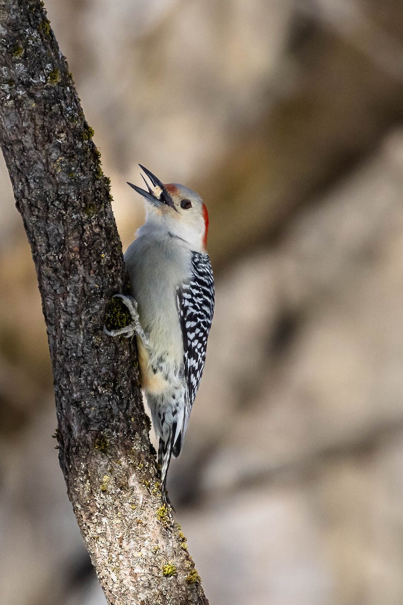 Red-bellied Woodpecker - ML616340070